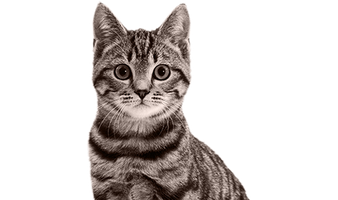 Кошки