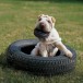 KONG Extreme Игрушка шина для собак, размер S