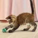 KONG Cat  Игрушка теннисные мячи с колокольчиком для кошек, 3 шт в упаковке
