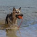 KONG Aqua Игрушка плавающая для собак, размер M