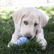 KONG Puppy Игрушка для собак, размер S, цвет в ассортименте