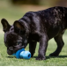 KONG Puppy Игрушка для щенков, размер M, цвет в ассортименте