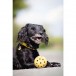 Trixie Игрушка мяч с дырочками и колокольчиком для слабовидящих и слепых собак, 7 см