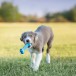 KONG Puppy Игрушка косточка для щенков, размер S, цвет в ассортименте
