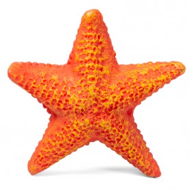 Laguna Звезда морская малая, 85 x 85 x 23 мм